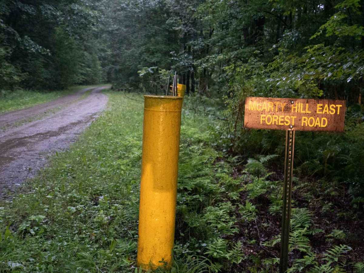 McCarty Hill East Forest Road photo 3