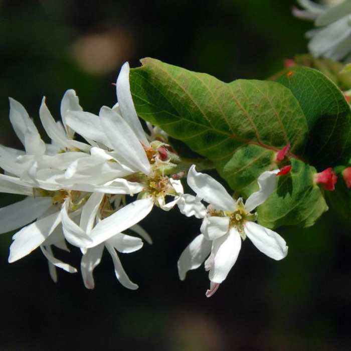Near Dog Mountain Hiking Loop Near Dog Mountain Hiking Loop