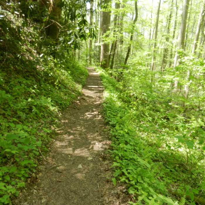 Cucumber Gap Trail - a nice trail in the woods. Near Jakes Creek AT Loop