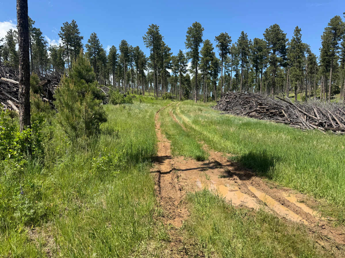 Forbes Gulch Br 1a - FSR 169.1A photo 6
