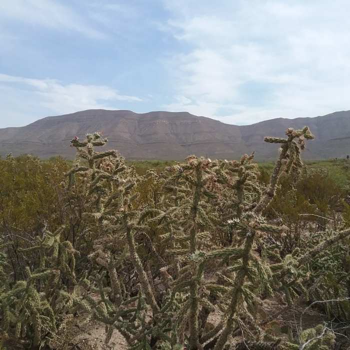 Looking NE on the trail. Near Alamo North-South Connector