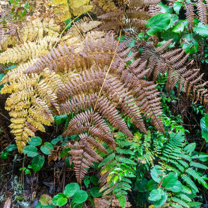Near Blacklock Point Hike