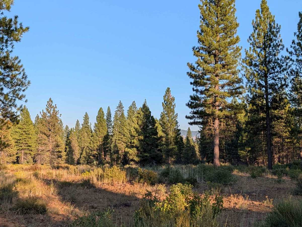 Porcupine Butte South - FS 41N36 photo 4