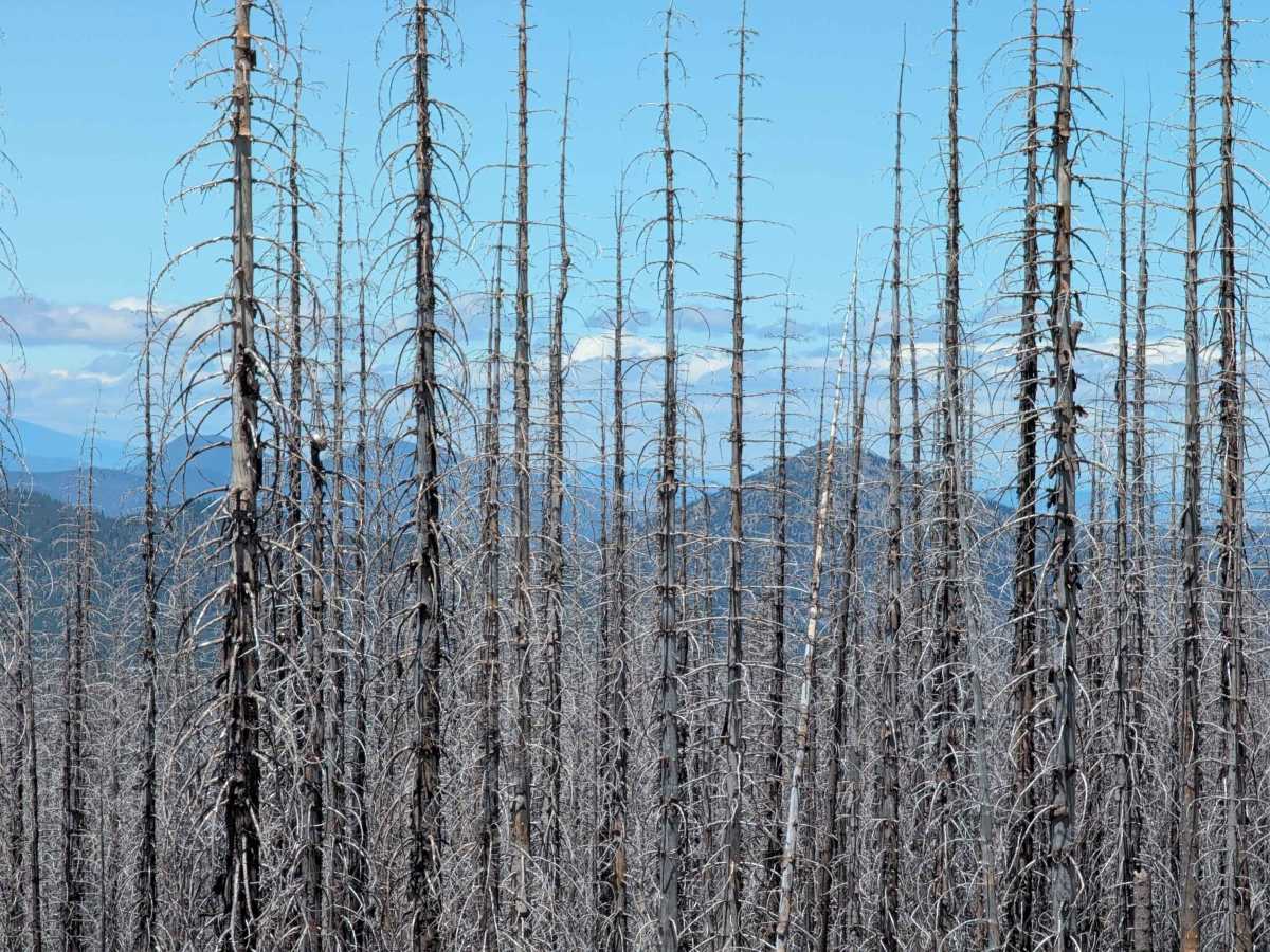 Pumice Mountain East - FS 43N15 photo 4