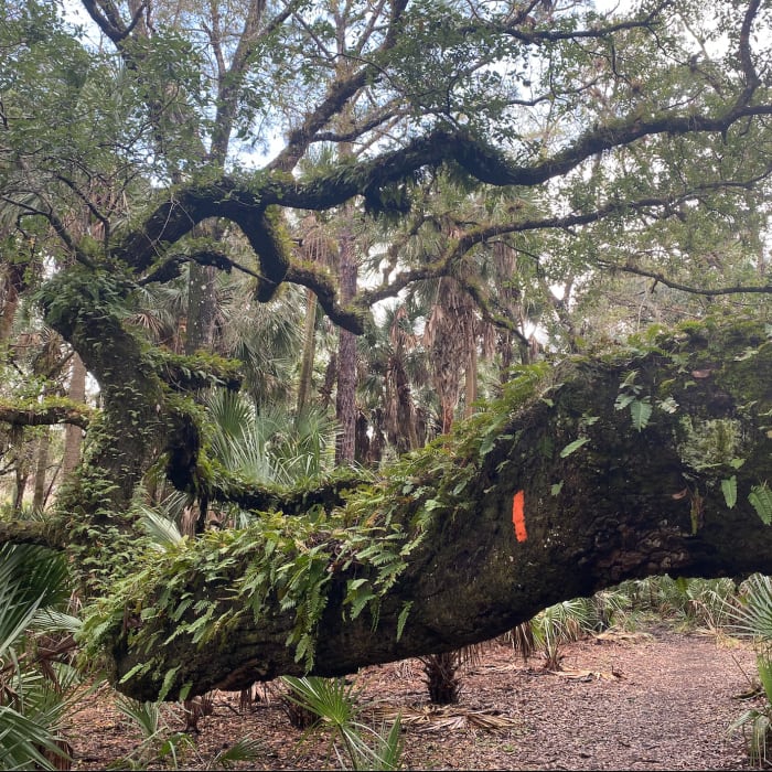Beautiful Oak tree on the Florida Trail in the 100 Mile Forgotten Florida Race from Run Bum Tours LLC. Near Orlando Wetlands Berm Trail