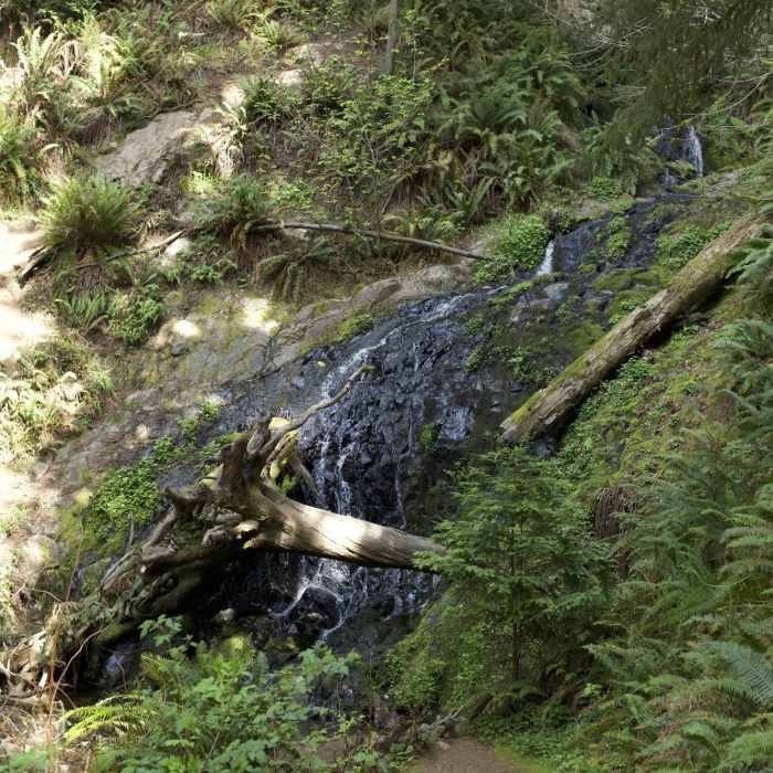 Near Boy Scout Tree Trail