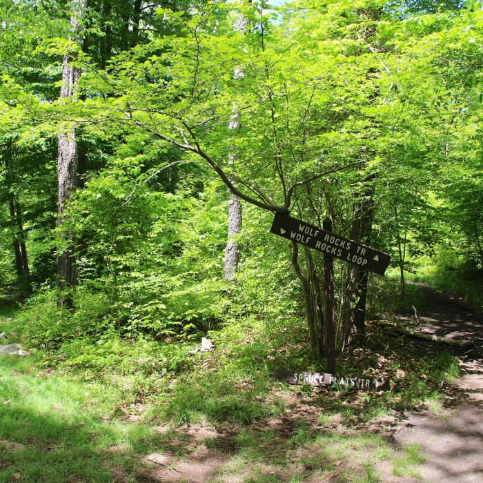 Near Hobblebush Trail