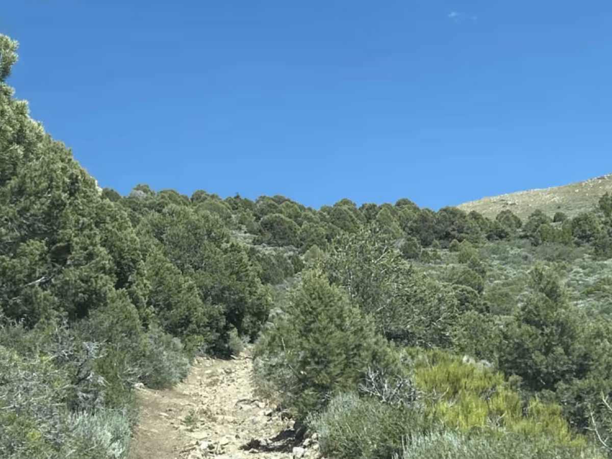 Mineral Valley Trail trail photo