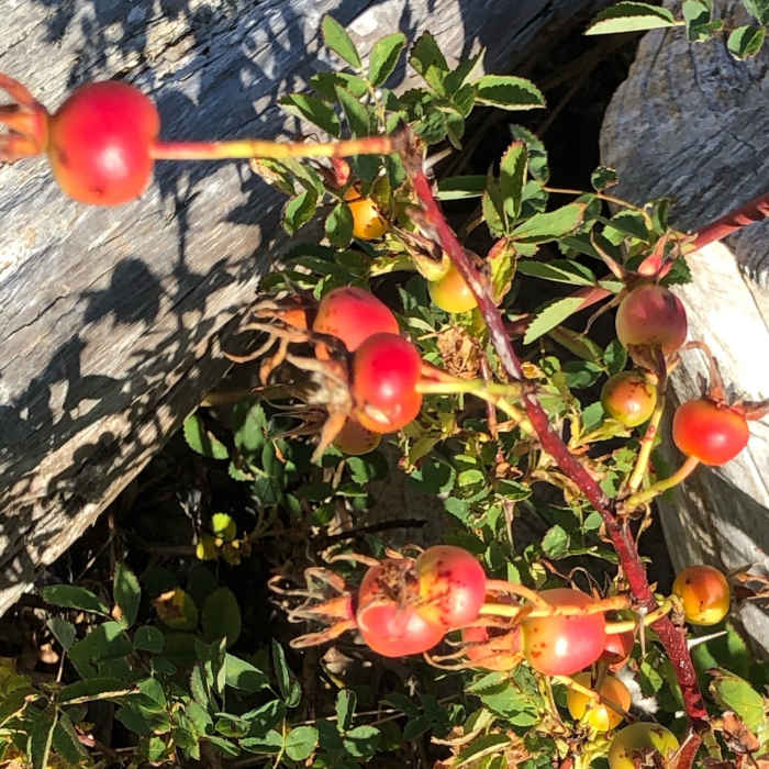 Near Barnum Point Preserve Loop Trail