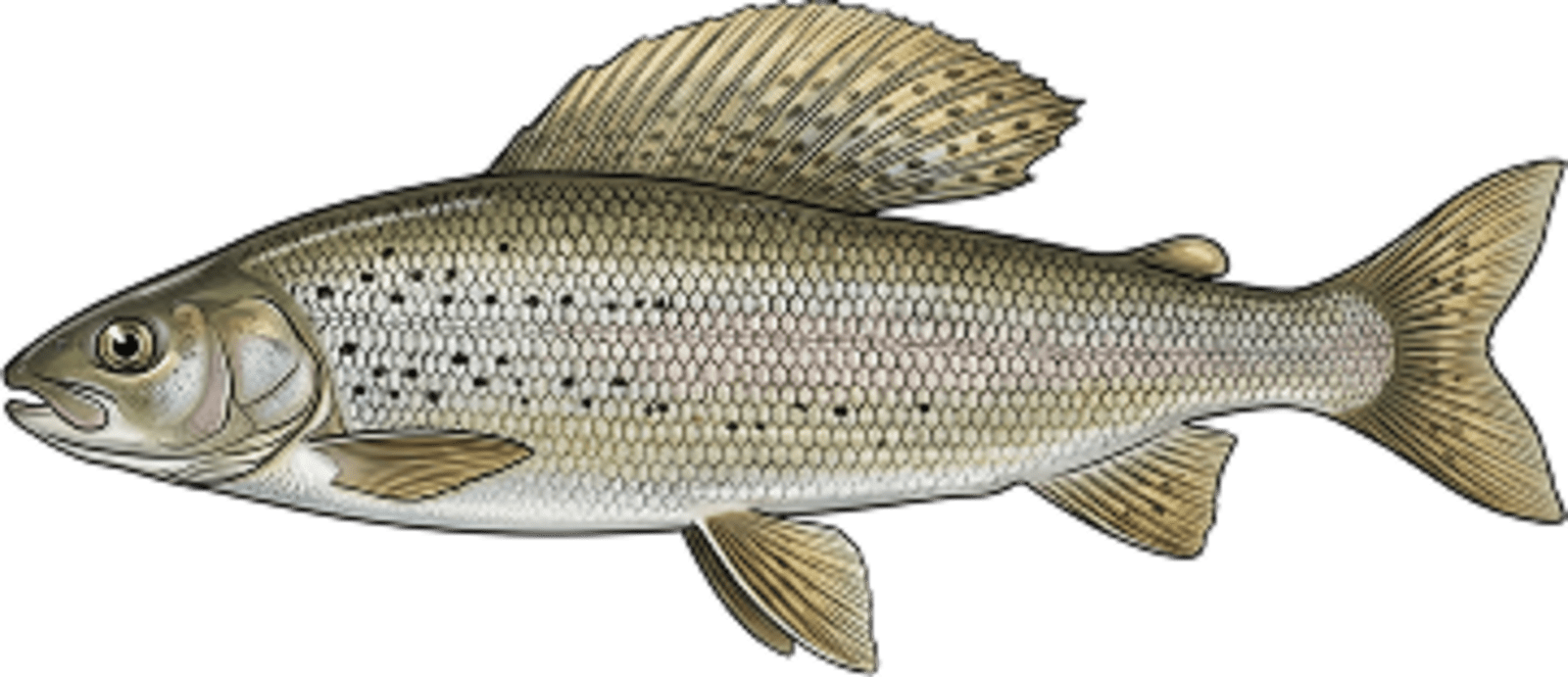 Arctic grayling