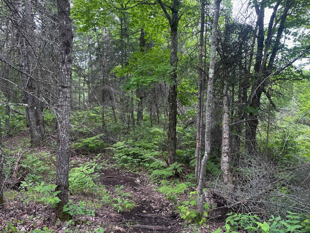 Alger Grade - Trail 3 photo 4