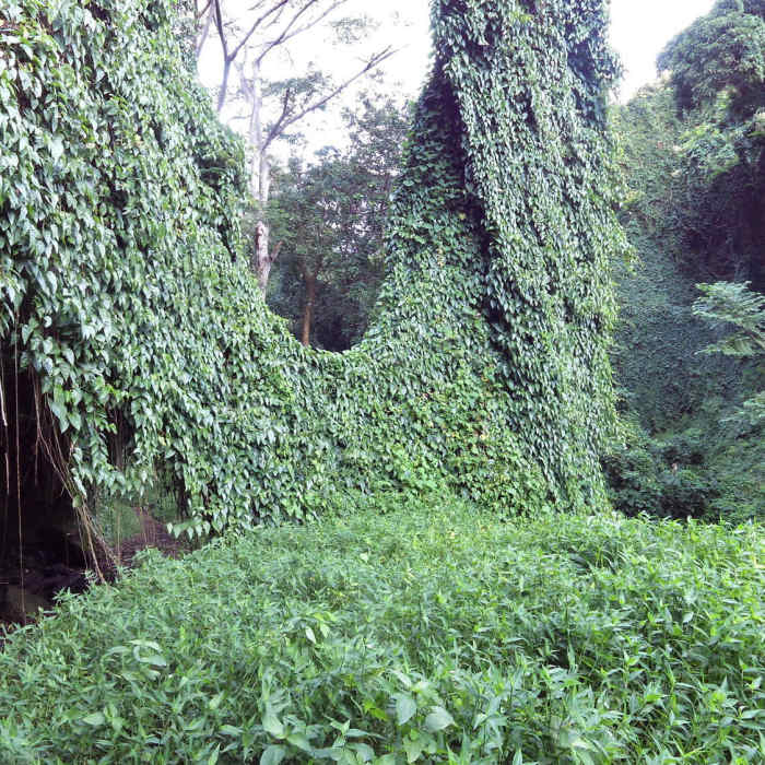 The vines. Near Makiki Valley Loop