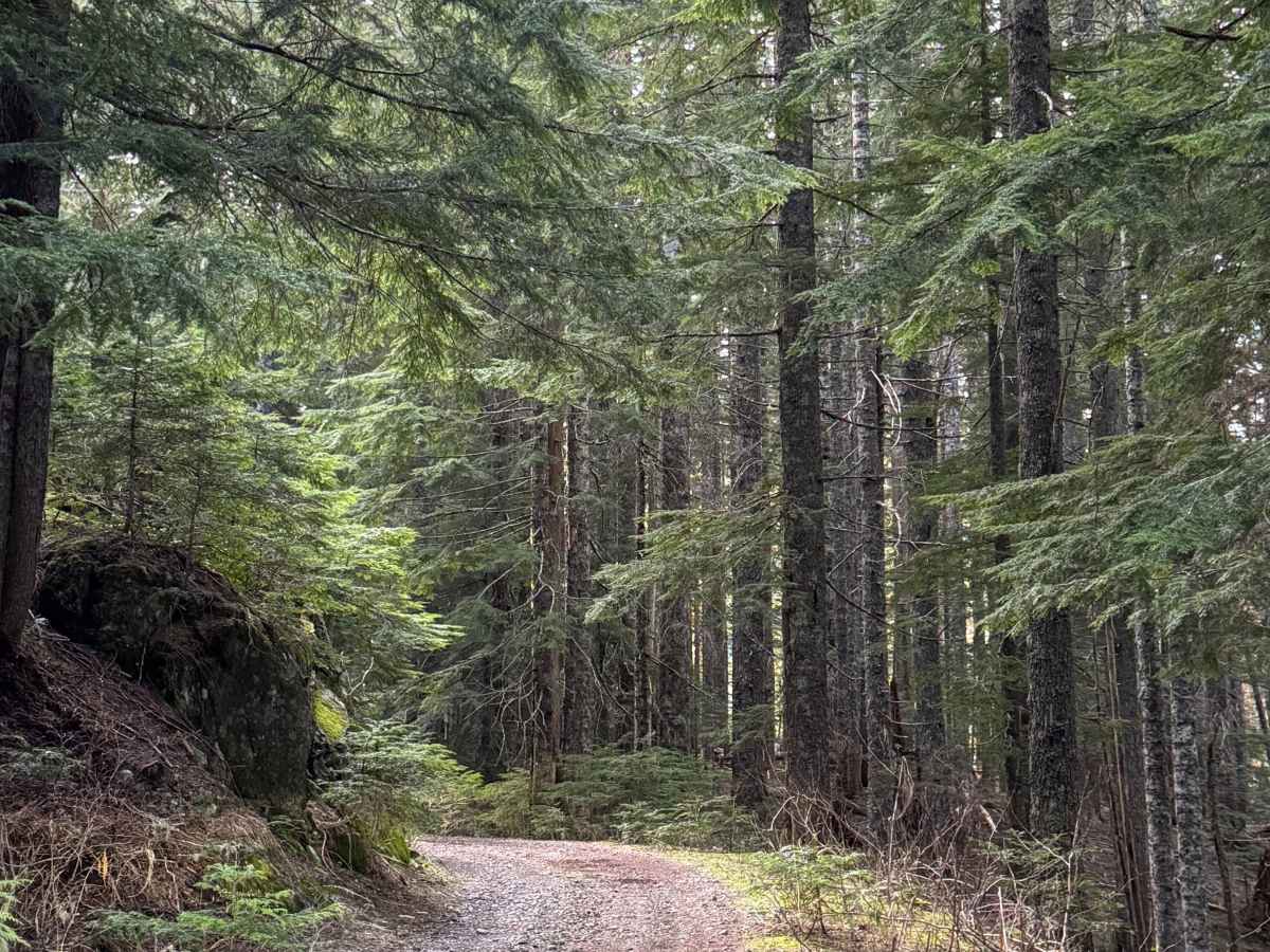Newaukum Lake Road - FS 7100115 photo 3