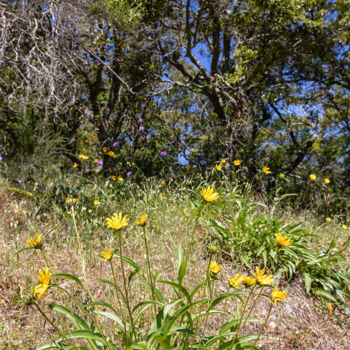 Near Madrone Canyon Trail