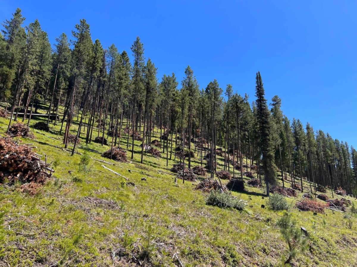 Little East Fork photo 2