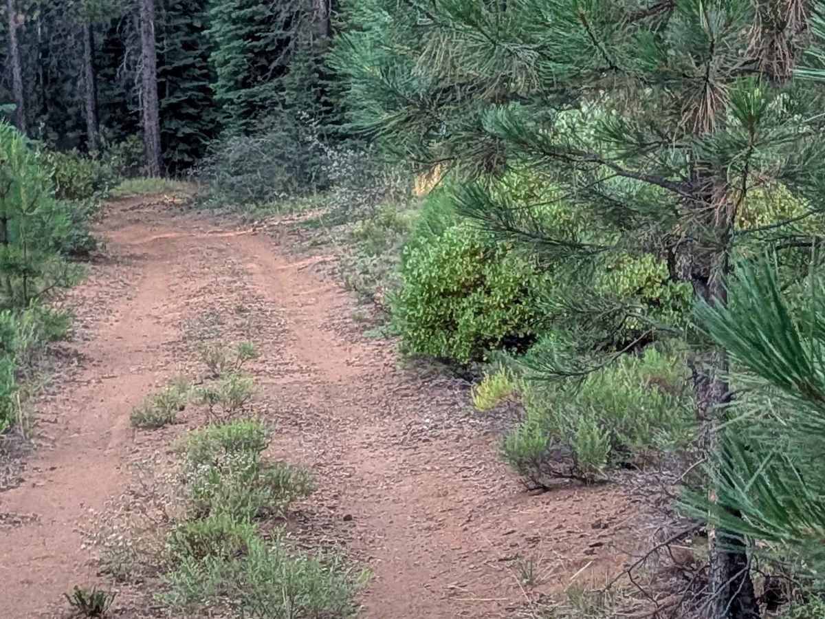 White Deer Lake East - FS 40N07A photo 5