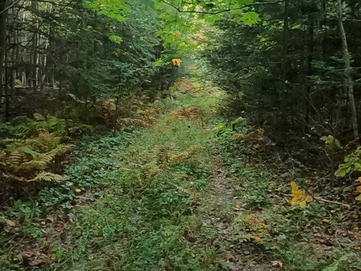 Strickler Truck Road - Grouse Loop photo 6