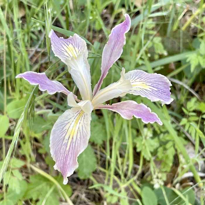 A colorful wild iris encountered along the side of Sanborn Trail. Near Sanborn Trail