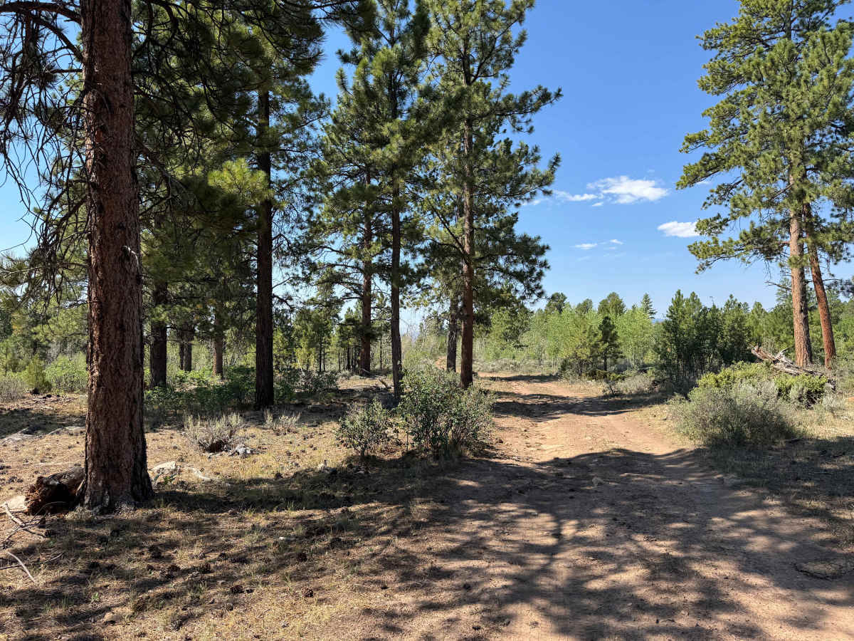 BLM 6112B photo 4