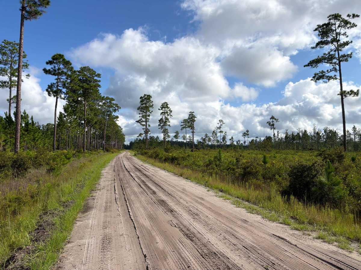 Ocean Bay - FS 255 trail photo