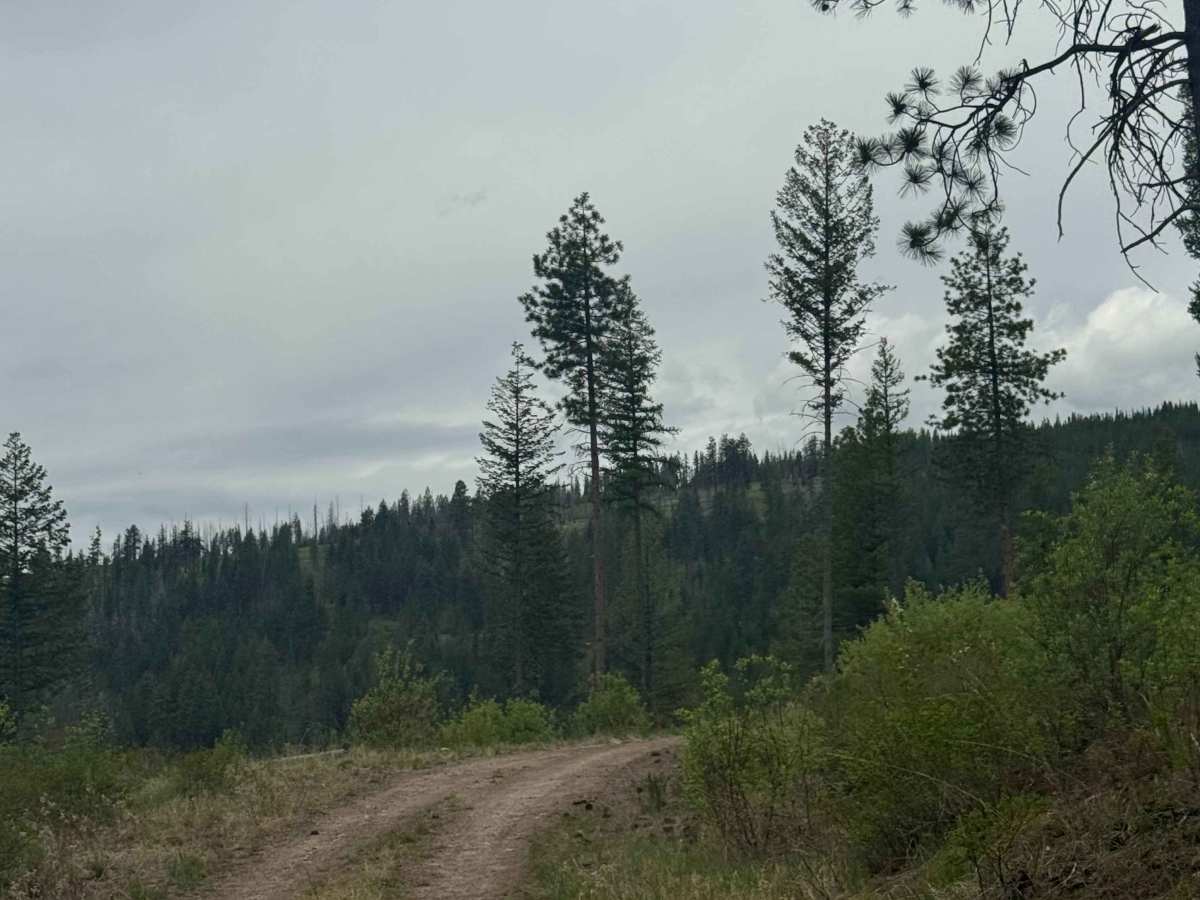 Hart Creek Ridge - FS 2000-325 photo 3