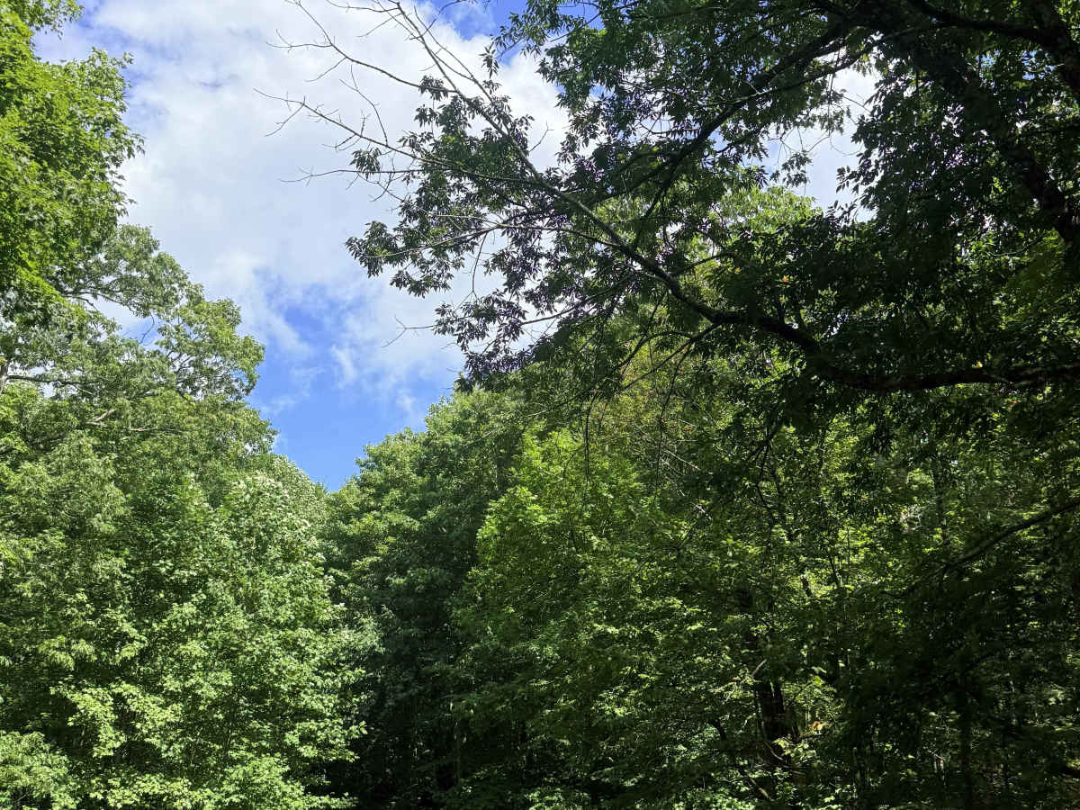 Mountain Fork Road trail photo