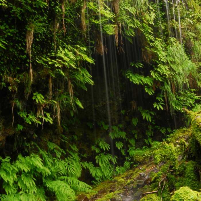 Near Multnomah Falls Loop