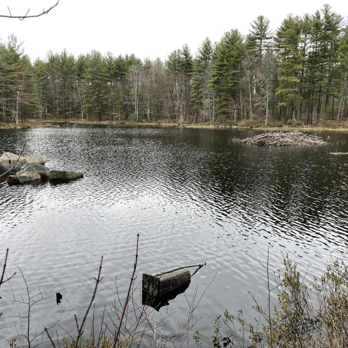 Near Wildlife Pond Loop Trail