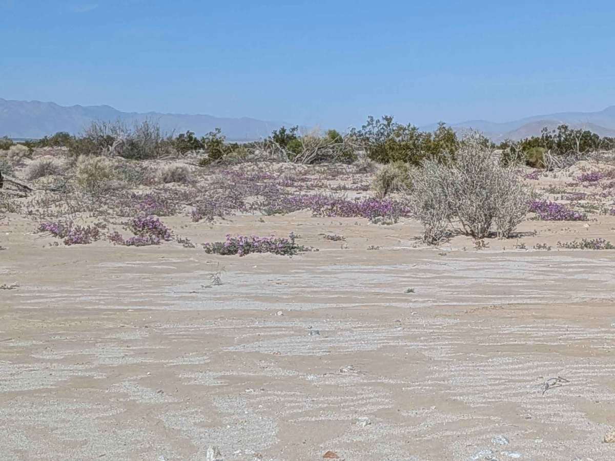 BLM 082 photo 4