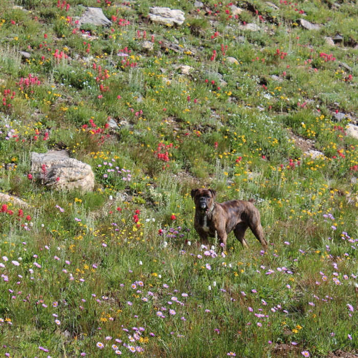 Near Silver Dollar Lake Trail #79