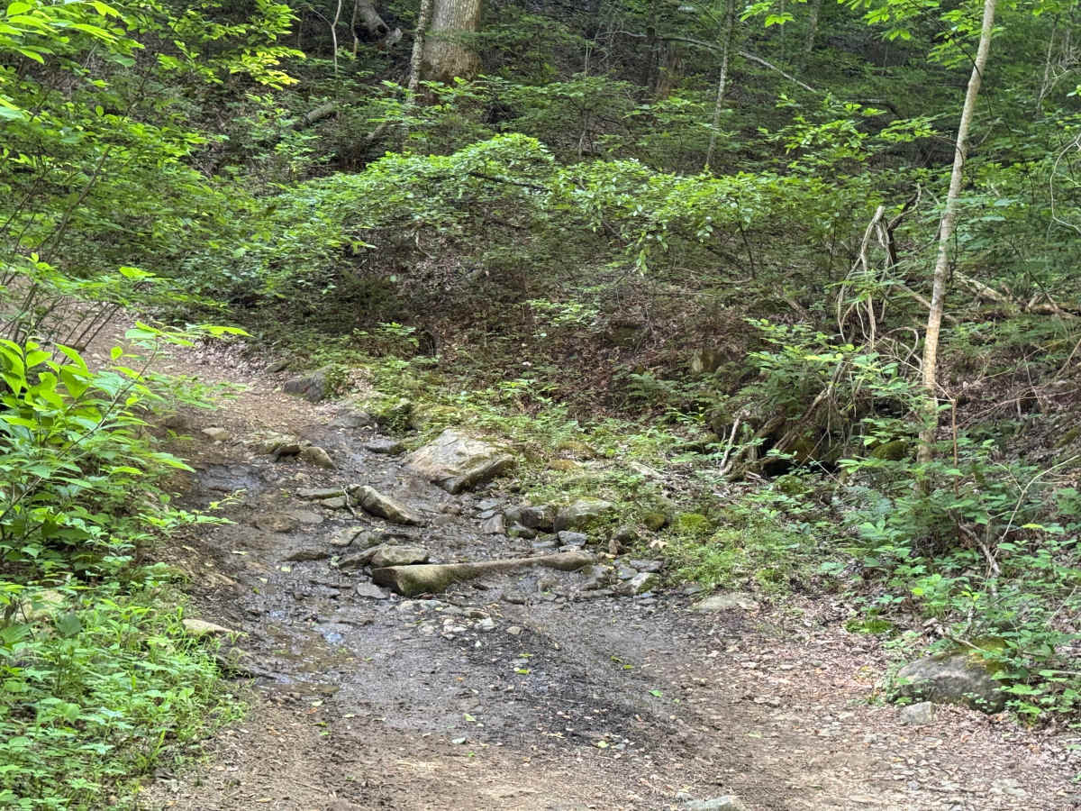 Beasley Knob Bitter Creek Loop - FS 93 photo 4