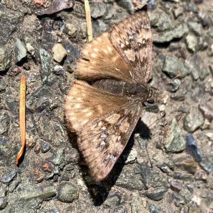 Near Mt Tamalpais via as Many Stairs as Possible (via Dipsea Stairs & Muir Woods)