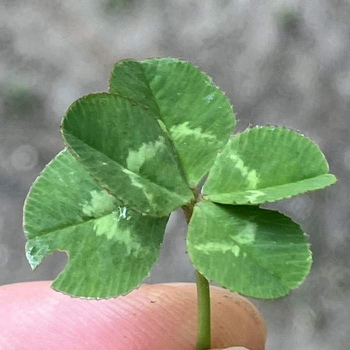 So lucky, I found a 5-leaf clover. Near Mountain Laurel