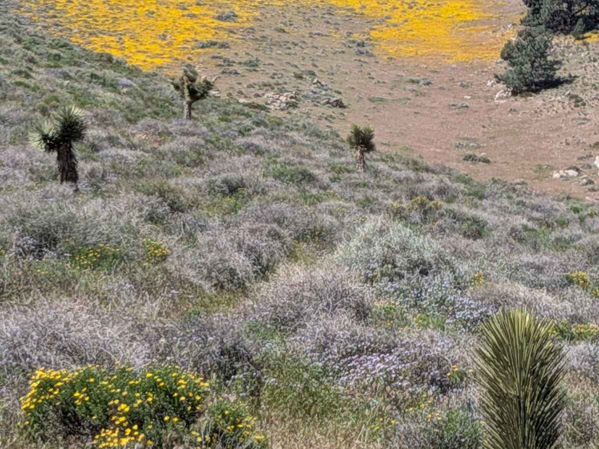 Sage Canyon Road BLM SC56 photo 6
