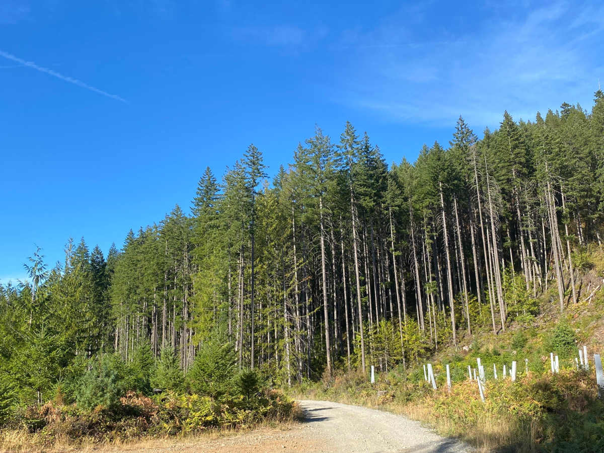Big Bay Recreation Site photo 4