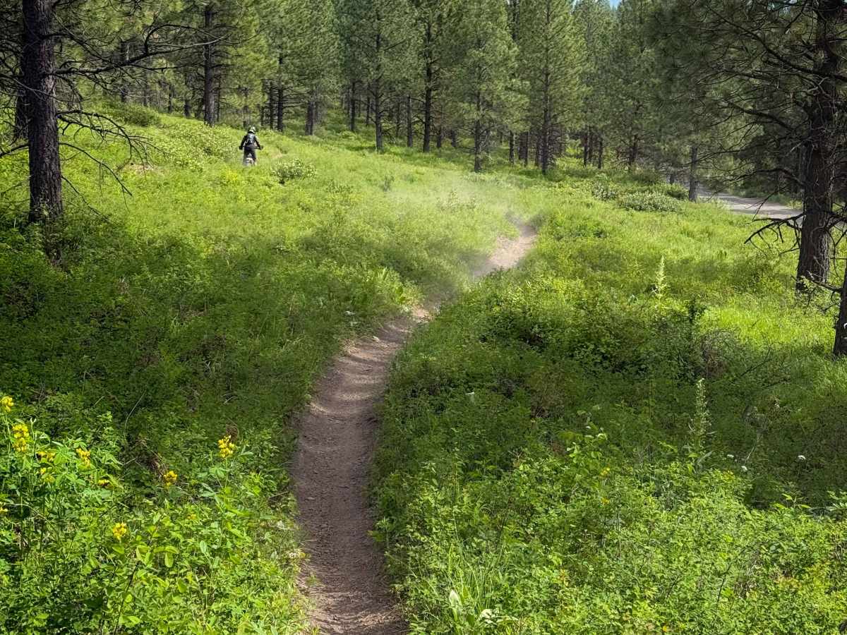 Snag - Trail 308  trail photo