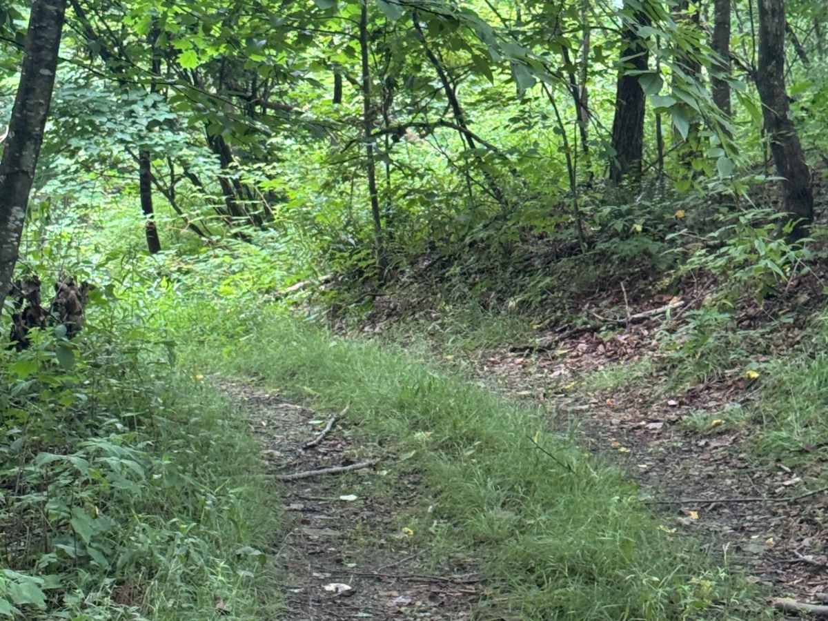 Trail 71 photo 4