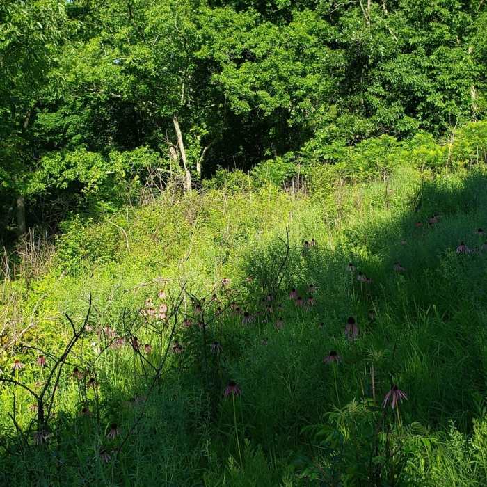 Near Fults Hill Prairie Nature Preserve Trail