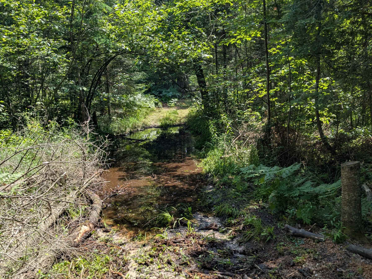 Short Swampy Trail trail photo