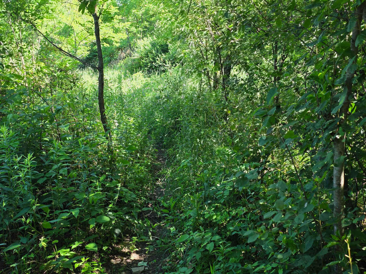 Single Track W photo 4