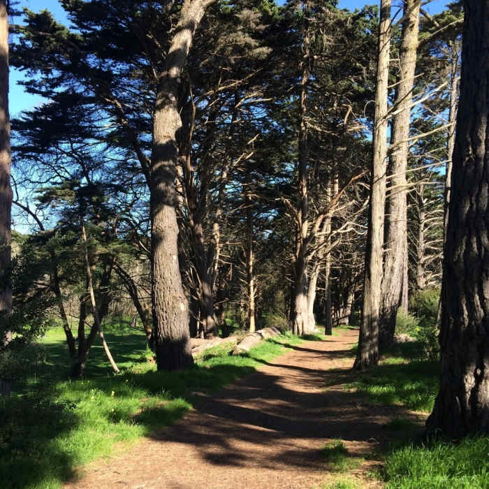 Near Golden Gate Park West Loop
