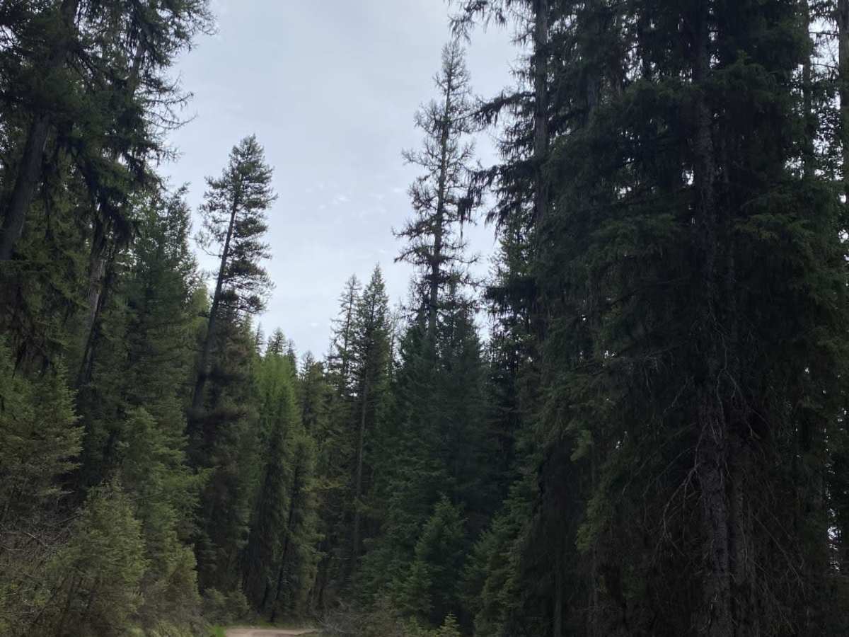 Lake Inez Campground Loop photo 4