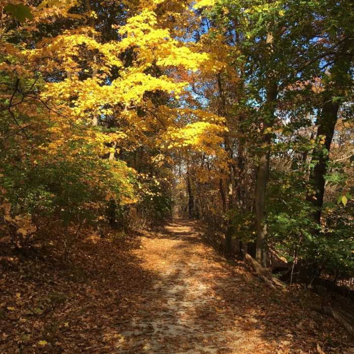 Near Nature Trail