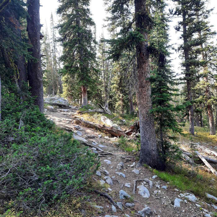 Near Golden Trout Lakes Trail CE