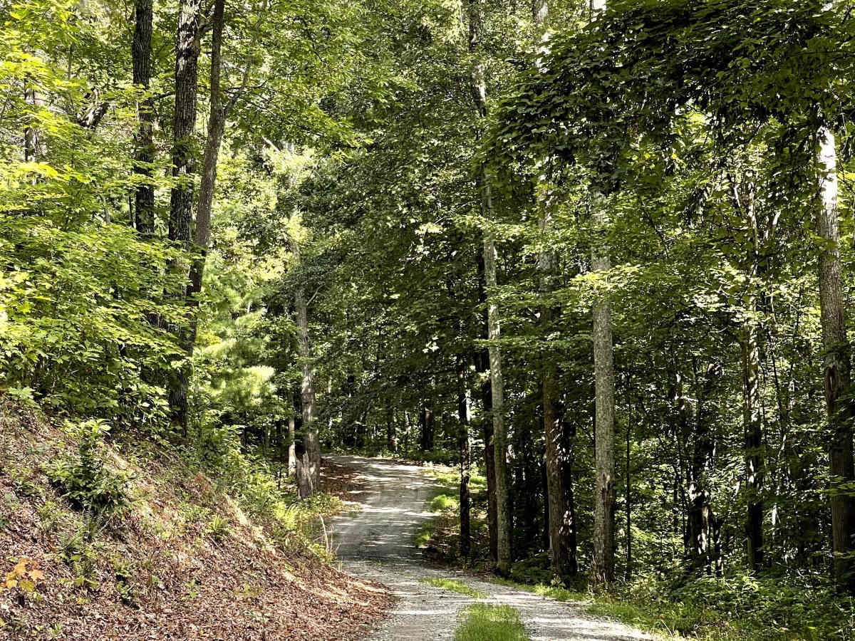 Cove Branch Road trail photo