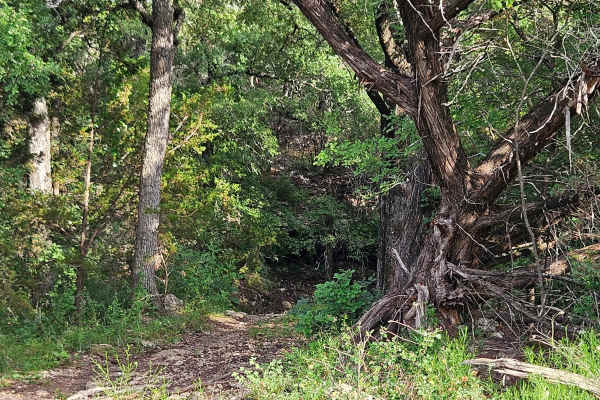 Savannah Oak Cave