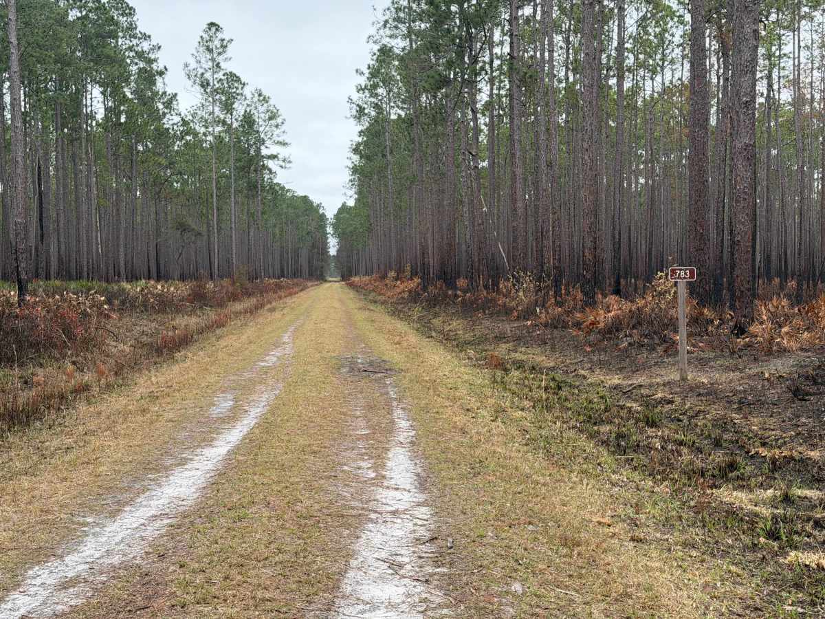 FR 783 trail photo