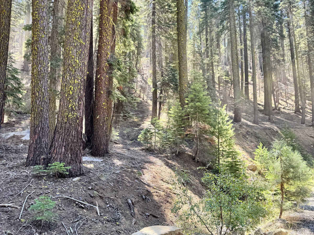 Upper Camp Cr - FS 10N47 photo 4