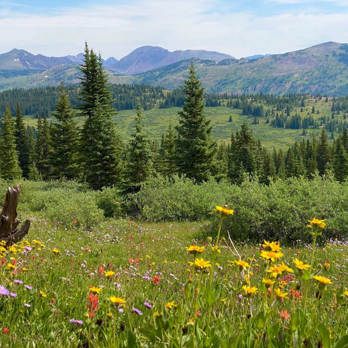 Near Shrine Ridge Trail #2016