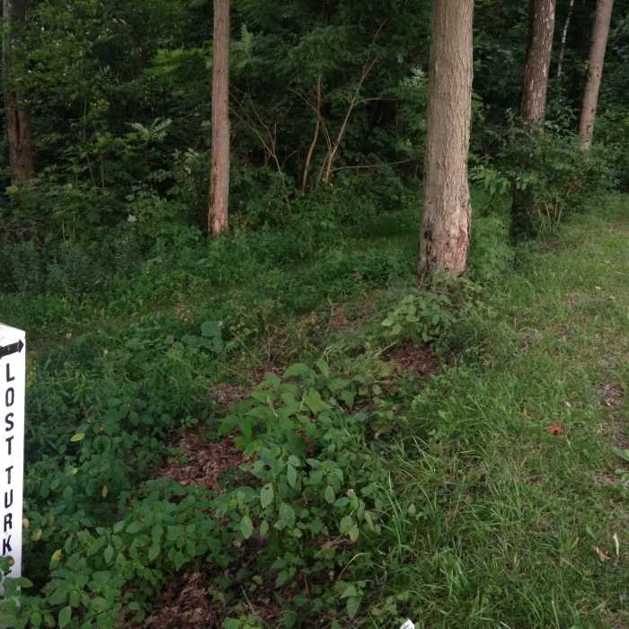 Near Lost Turkey Trail